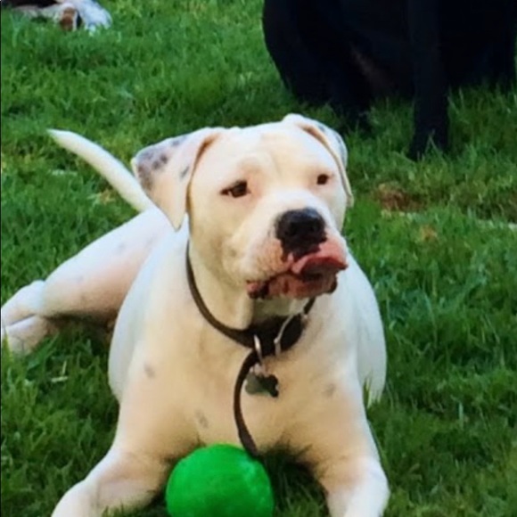 Meet your Posher, Amy - Picture 3 of 5